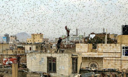 تصویر عجیب از حمله ملخ ها به شهر صنعا (پایتخت یمن)