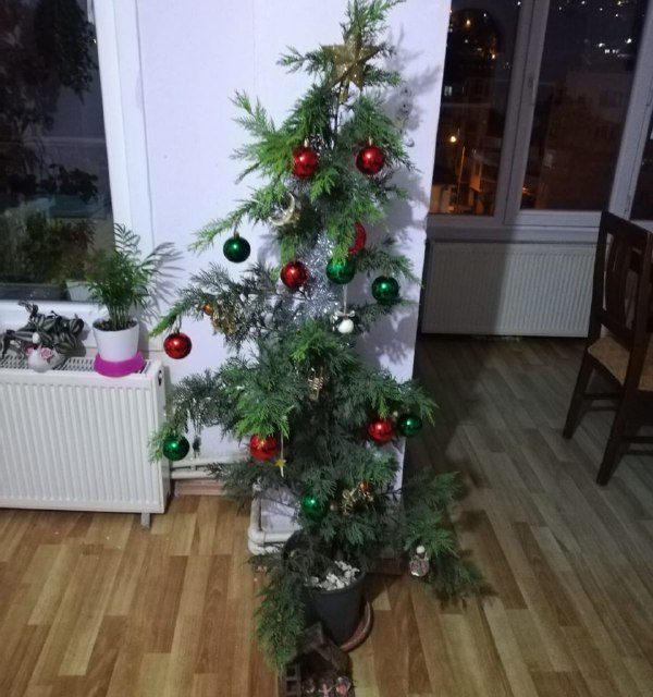 تزیین درخت کریسمس   نرگس عزیز