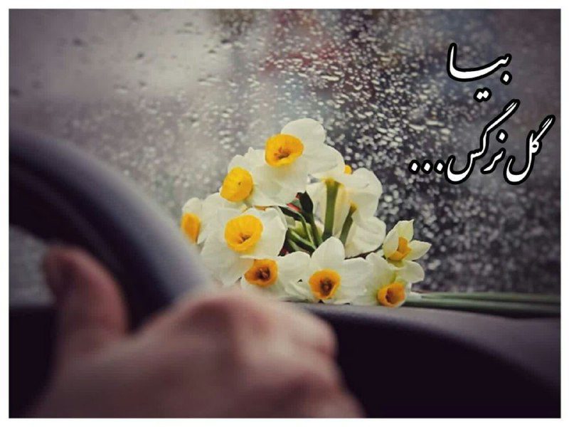 مهدی‌جان

نفست باران است
د